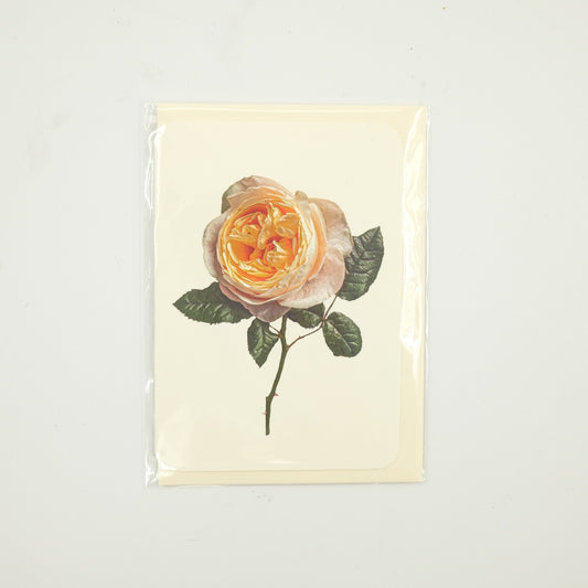 Soft Peach Rose Greeting Card